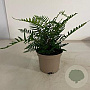 Dryopteris wallichiana GM 2,0L