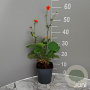 Geum 'Prinses Juliana' GM 2,0L