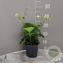 Geum 'Tales of Hex' GM 2,0L