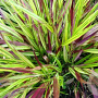 Hakonechloa macra 'Beni-kaze' GM 2,0L