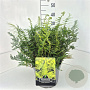 Polystichum set. 'Herrenhausen' 35-40 cm 10L
