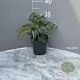 Helleborus argutifolius GM 2,0L