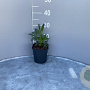 Helleborus foetidus GM 2,0L