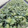 Helleborus er. Anna's Red GM 2,0L
