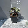Helleborus 'Winter Moonbeam' GM 2,0L