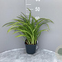 Hemerocallis 'Autumn Red' GM 2,0L