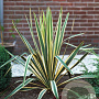 Yucca filamentosa 'Bright Edge' GM P9