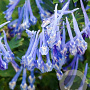 Corydalis 'Craigton Blue' GM P9