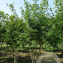 Acer campestre 350-400 cm draadkluit meerstammig 3-4 tak