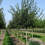Acer campestre 12-14 HO draadkluit 3 X verplant