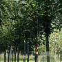 Acer campestre 'Elsrijk' 10-12 HO draadkluit