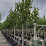 Acer campestre 'Elsrijk' 14-16 HO container