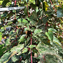 Acer conspicuum 'Red Flamingo' 10-12 HO container 