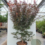 Acer pal. 'Pixie' 200-250 cm container meerstammig