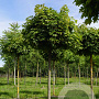 Acer plat. 'Globosum' 16-18 HO draadkluit boven vered. 225 cm stam