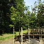 Acer pseudoplatanus 12-14 HO draadkluit