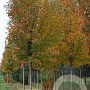 Acer rubrum 'Scanlon' 20-25 HO draadkluit