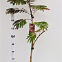 Albizia julibr. 'Evi's Pride' 170-200 cm 10L