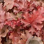 Heuchera Cherryberry GM 2,0L