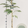 Albizia julibr. 'Rouge de Tuilière' 100-120 cm 3,0L