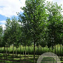 Alnus glutinosa 30-35 HO draadkluit 4 X verplant