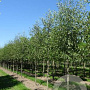Alnus glutinosa 'Laciniata' 12-14 HO draadkluit 3 X verplant