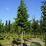 Alnus spaethii 18-20 HO draadkluit