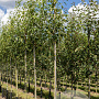 Amelanchier arborea 'Robin Hill' 10-12 HO draadkluit 3 X verplant