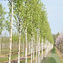 Betula ermanii 'Holland' 12-14 HO draadkluit