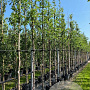 Betula nigra 12-14 HO container