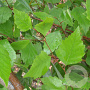 Betula nigra 16-18 HO draadkluit
