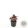 Heuchera m. 'Palace Purple' GM P9