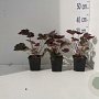 Heuchera m. 'Palace Purple' GM P9