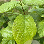 Calycanthus floridus 150-175 cm draadkluit meerstammig 80-100 breed
