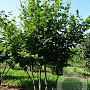 Carpinus betulus 350-400 cm draadkluit meerstammig 3-4 tak