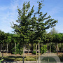 Carpinus betulus 16-18 HO draadkluit