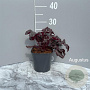 Heuchera 'Plum Pudding' GM 2,0L