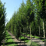 Carpinus bet. 'Fastigiata' 8-10 HO draadkluit