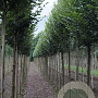 Carpinus bet. 'Fastigiata' 12-14 HO draadkluit