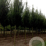 Carpinus bet. 'Fastigiata' 18-20 HO draadkluit