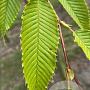 Carpinus japonica 8-10 cm draadkluit geveerd