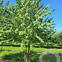 Cercidiphyllum japonicum 300-350 cm draadkluit meerstammig