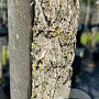 Corylus colurna 10-12 HO container 