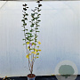 Corylus m. 'Purpurea' 200-225 cm 10L