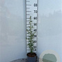 Hippophae rhamnoides 30-40 cm 2,0L