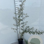 Hippophae rhamnoides 60-100 cm 2,0L