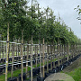 Crataegus monogyna 12-14 HO container