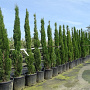 Cupressus semp. 'Totem' 200-250 cm container Multistam