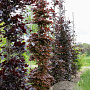 Fagus syl. 'Atropunicea' 16-18 cm draadkluit geveerd