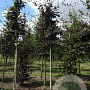 Fagus syl. 'Atropunicea' 18-20 HO draadkluit